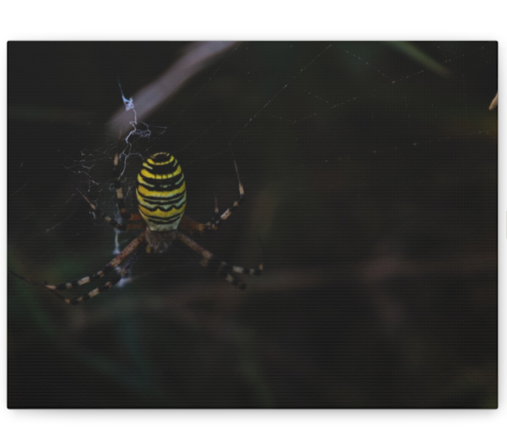 Photography prints 